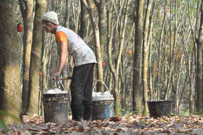 Harga Karet Anjlok, Petani Mulai Menjerit